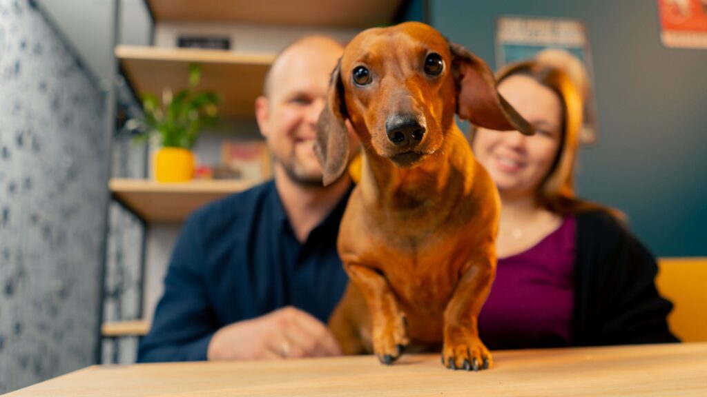 ley de bienestar animal en galicia